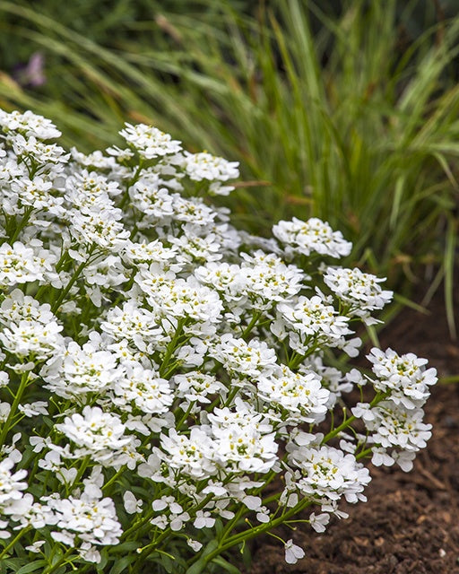 Snowsurfer™ Forte Candytuft ~ Iberis sempervirens 'Forte' 19CM
