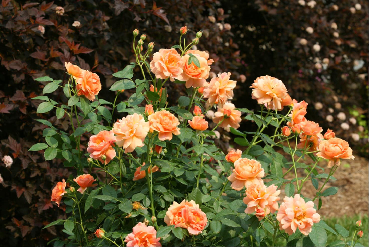 At Last® Rose ~ Rosa x 'HORCOGJIL' G2