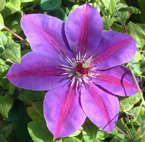Picardy Clematis ~ Clematis x 'Evipo024' 17CM