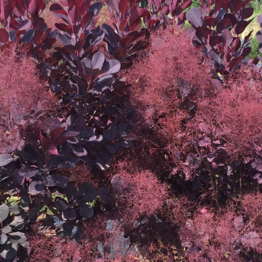 Winecraft Black® Smokebush ~ Cotinus coggygria 'NCCO1' G3