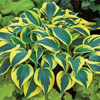 Shadowland® Autumn Frost Plantain Lily ~ Hosta 'Autumn Frost' 19CM