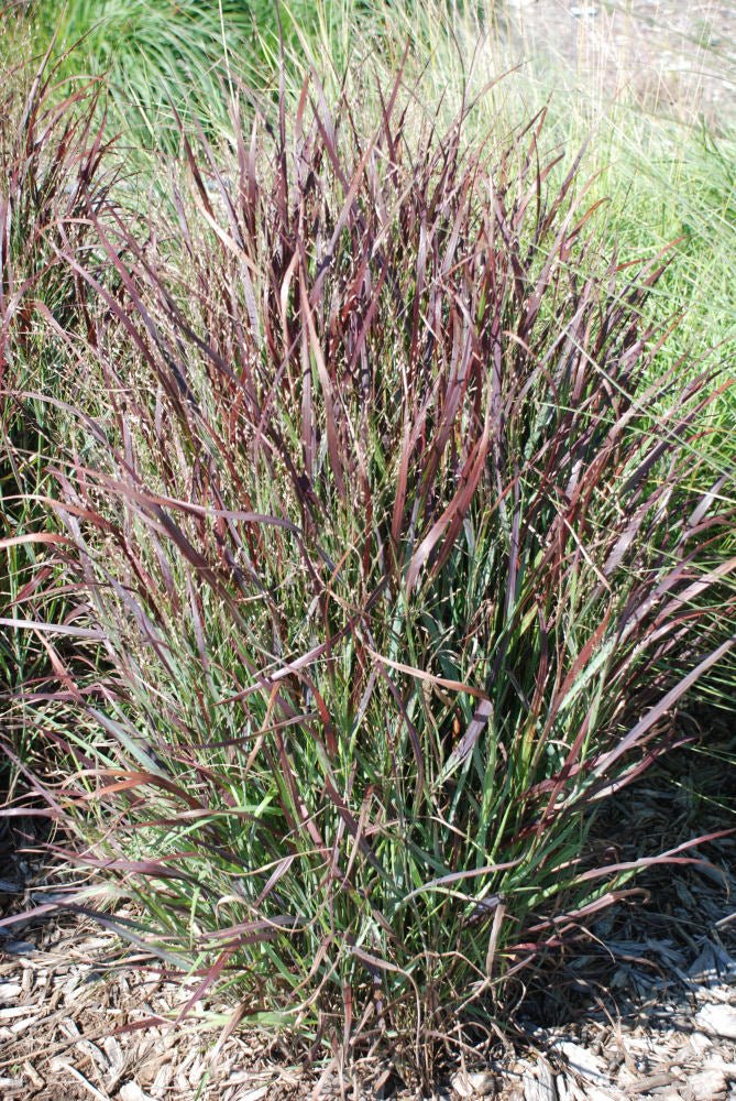Shenandoah Switch Grass ~ Panicum virgatum 'Shenandoah' G2 AB