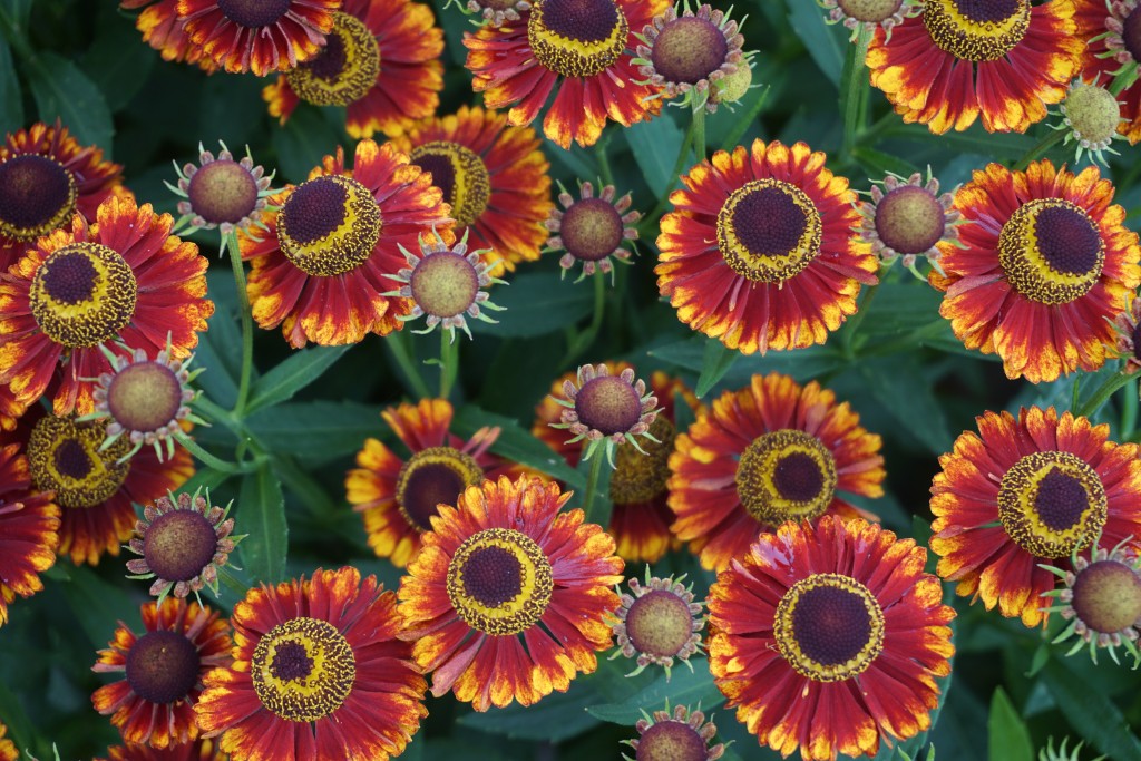 Mariachi™ Bandera Sneezeweed ~ Helenium autumnale 'Bandera' G1