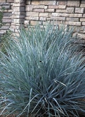 Blue Dune Lyme Grass ~ Elymus arenarius 'Blue Dune' 19CM