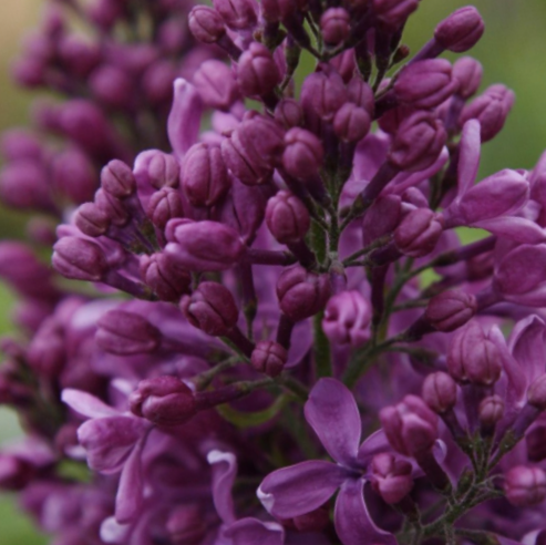 Purple Glory Lilac ~ Syringa x hyacinthiflora G3