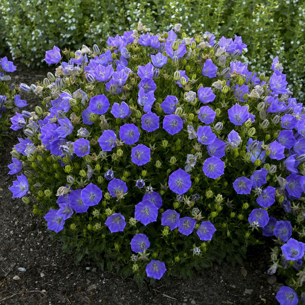 Rapido Blue Carpathian Bellflower ~ Campanula carpatica 'Rapido Blue' 19CM