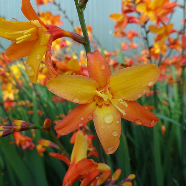 Orange Pekoe Montbretia ~ Crocosmia 'Pek Or' 19CM