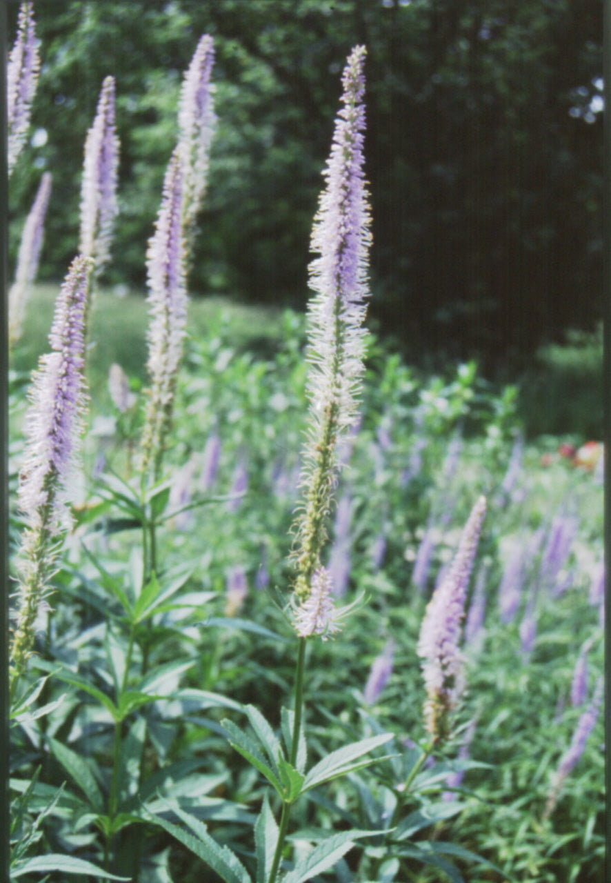 Culver's Root ~ Veronicastrum virginicum G1