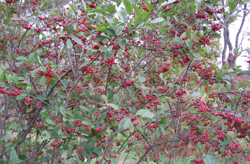 Brilliant Red Chokeberry ~ Aronia arbutifolia 'Brilliantissima' G3