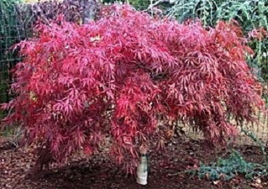 Tamukeyama Japanese Maple ~ Acer palmatum 'Tamukeyama' G3 15"