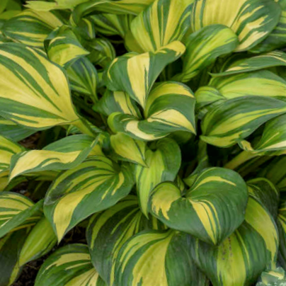 Rainbow's End Plantain Lily ~ Hosta 'Plantain Lily' 19CM