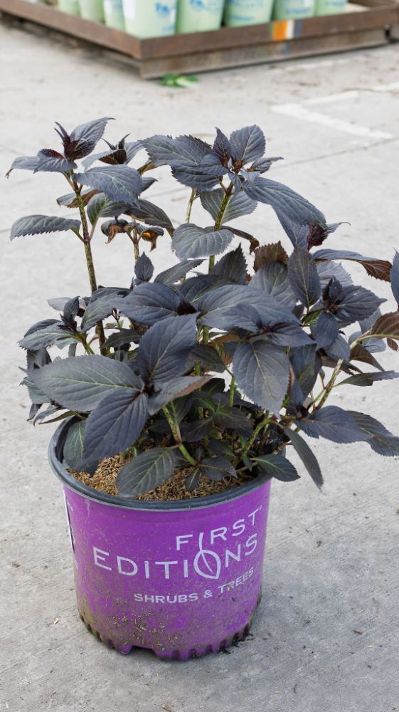 Eclipse® Bigleaf Hydrangea ~ Hydrangea macrophylla 'Bailmacseven' G3