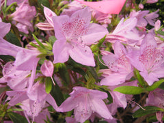 Poukhanense Azalea ~ Rhododendron yedoense var. poukhanense  19CM