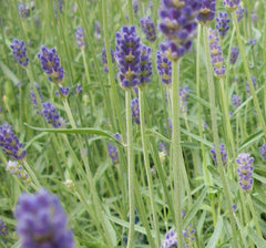 Provence Lavender ~ Lavandula x intermedia 'Provence' 17CM
