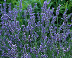 Grosso French Lavender ~ Lavandula x intermedia 'Grosso' 17CM