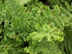 Parsley Fern ~ Dryopteris filix-mas 'Parsley' 19CM