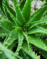 Hedgehog Aloe ~ Aloe humilis x 'Hedgehog'  19CM PTW