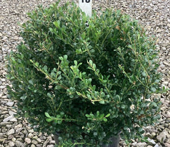 Willoway Japanese Holly ~ Ilex crenata 'Willoway' G3