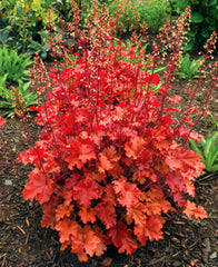 Peach Crisp Coral Bells ~ Heuchera x 'Peach Crisp' 19CM