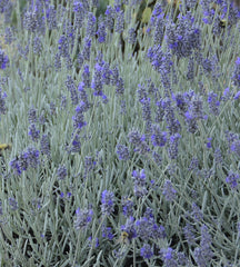 Silver Mist English Lavender ~ Lavandula angustifolia 'Silver Mist' 17CM