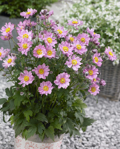 Fantasy™ Pocahontas Windflower ~ Anemone hupehensis 'Pocahontas' 19CM