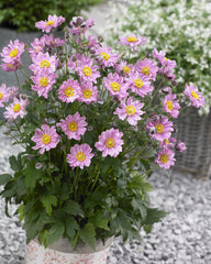 Fantasy™ Pocahontas Windflower ~ Anemone hupehensis 'Pocahontas' 19CM
