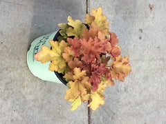 Zipper Coral Bells ~ Heuchera villosa 'Zipper' 19CM