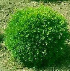 Franklins Gem Boxwood ~ Buxus microphylla 'Franklins Gem' G3