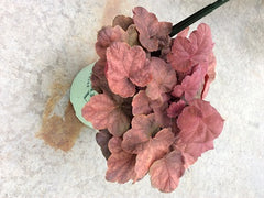 Lava Lamp Coral Bells ~ Heuchera x 'XHEUCLAL' 19CM