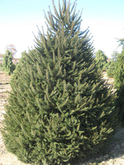 Norway Spruce ~ Picea abies G2