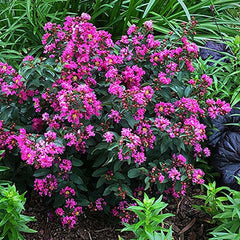 GreatMyrtle™ Cherry Delight Crape Myrtle ~ Lagerstroemia x 'G19234' G3