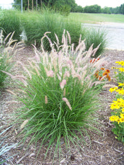Karley Rose Fountain Grass ~ Pennisetum orientale 'Karley Rose' G3
