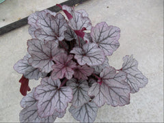 Spellbound Coral Bells ~ Heuchera x 'Spellbound' 19CM