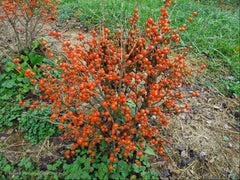 Little Goblin® Orange Winterberry Holly ~ Ilex verticillata 'NCIV2' G3