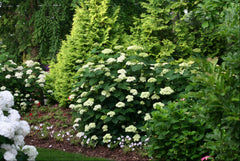 Lime Rickey® Smooth Hydrangea ~ Hydrangea arborescens 'SMNHALR' G3