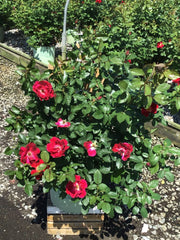 Red Streamer™ Climbing Rose ~ Rosa ‘Sprofifth’ G3