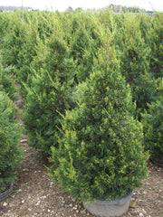 Green Columnar Juniper ~ Juniperus chinensis 'Hetzii Columnaris' G3