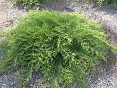 Sierra Spreader Juniper ~ Juniperus sabina 'Sierra Spreader' G3