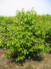 Summer Magic Blackhaw Viburnum ~ Viburnum prunifolium 'Summer Magic' G3
