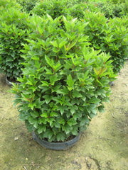 Compact Cranberrybush ~ Viburnum trilobum 'Compactum' G3