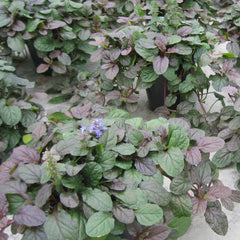 Bronze Beauty Ajuga ~ Ajuga reptans 'Bronze Beauty' G1