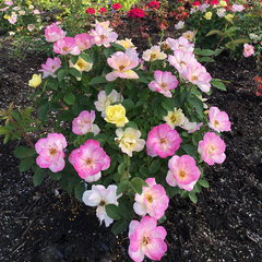 Peach Lemonade® Rose ~ Rosa x ‘Radpastel‘ G2