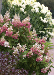 Pinky Winky® Panicle Hydrangea ~ Hydrangea paniculata 'DVP PINKY' G2