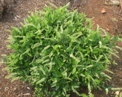 Love Child® Sweetspire ~ Itea virginica 'Bailteaone' G3