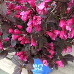 Stunner® Weigela ~ Weigela x ‘Spring 2‘ G3
