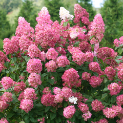 Fire Light® Panicle Hydrangea ~ Hydrangea paniculata 'SMHPFL' G1