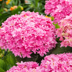 Starfield™ Reblooming Hydrangea ~ Hydrangea macrophylla ‘Hortmafarfa‘ G2