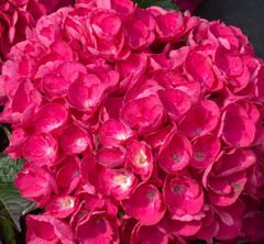 Akadama® Hydrangea ~ Hydrangea macrophylla 'SK2DAMA' G2