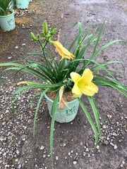 Big Time Happy Daylily ~ Hemerocallis 'Big Time Happy' 19CM