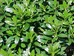 Shamrock Inkberry Holly ~ Ilex glabra 'Shamrock' G2